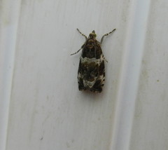 Olethreutes valdanum