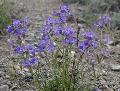 Penstemon gormanii