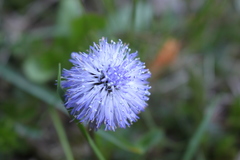 Globularia cordifolia