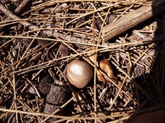 Myriostoma australianum