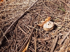 Myriostoma australianum