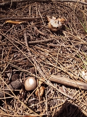 Myriostoma australianum