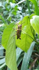 Zonocerus variegatus