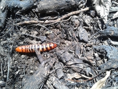 Cactoblastis cactorum