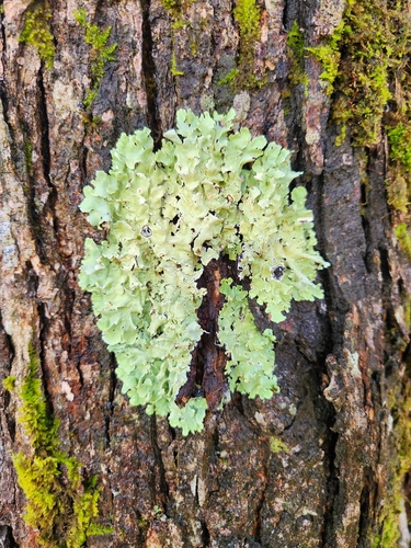 Flavoparmelia caperata