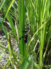 Phyllocrania paradoxa