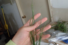 Carex complanata