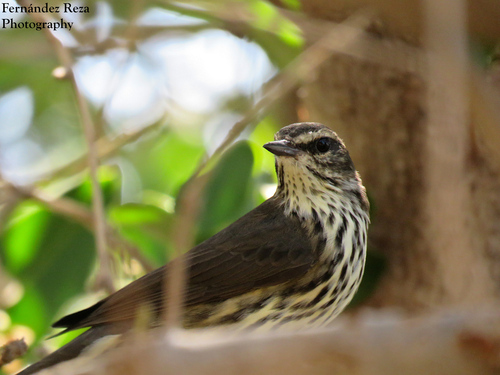 Northern Waterthrush, El Conchalito, La Paz, B.C.S., México, photo 8 of 10