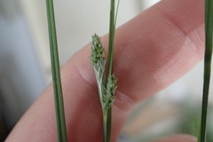 Carex complanata