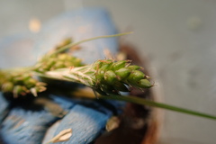 Carex complanata