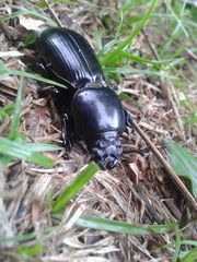 Hemipristula muelleri