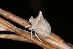 Ventocoris falcatus