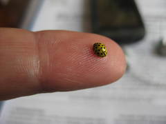 Psyllobora vigintiduopunctata