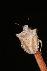 Ventocoris achivus