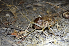 Eugasteroides loricatus