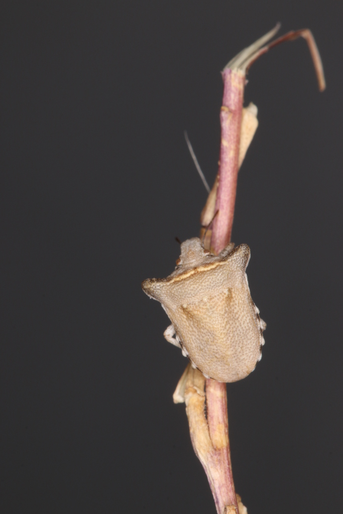 Ventocoris modestus