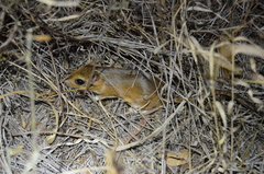 Gerbilliscus nigricaudus