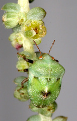 Tarisa dimidiatipes