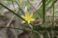 Hypoxis curtissii