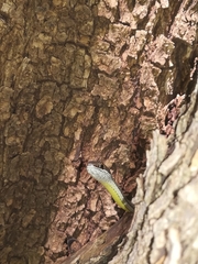 Psammophis subtaeniatus