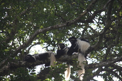 Colobus caudatus