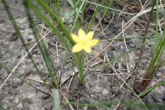 Hypoxis curtissii