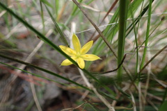 Hypoxis curtissii