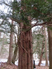 Taxus cuspidata