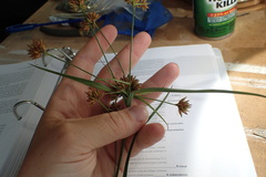 Rhynchospora indianolensis