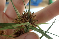 Rhynchospora indianolensis