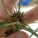 Rhynchospora indianolensis - Photo (c) Andy Newman, algunos derechos reservados (CC BY-NC), uploaded by Andy Newman
