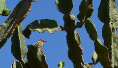 Trachyphonus erythrocephalus