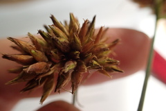 Rhynchospora indianolensis