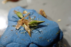 Rhynchospora indianolensis