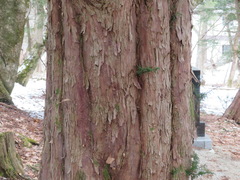 Taxus cuspidata