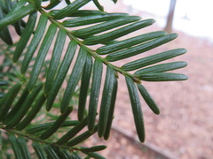 Taxus cuspidata