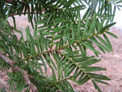 Taxus cuspidata