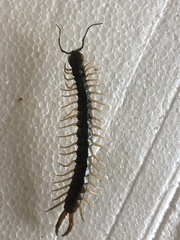 Ethmostigmus rubripes