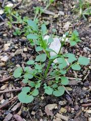 Cardamine hirsuta