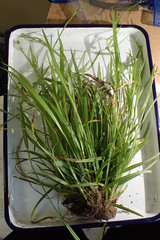 Carex granularis