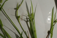 Carex granularis