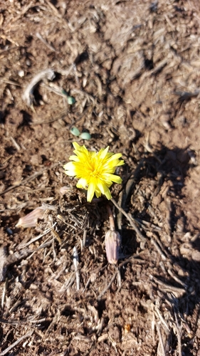 Image of Taraxacum cyprium by (c) אריאל שמיר, some rights reserved (CC BY)