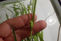 Carex granularis