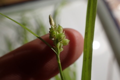 Carex granularis