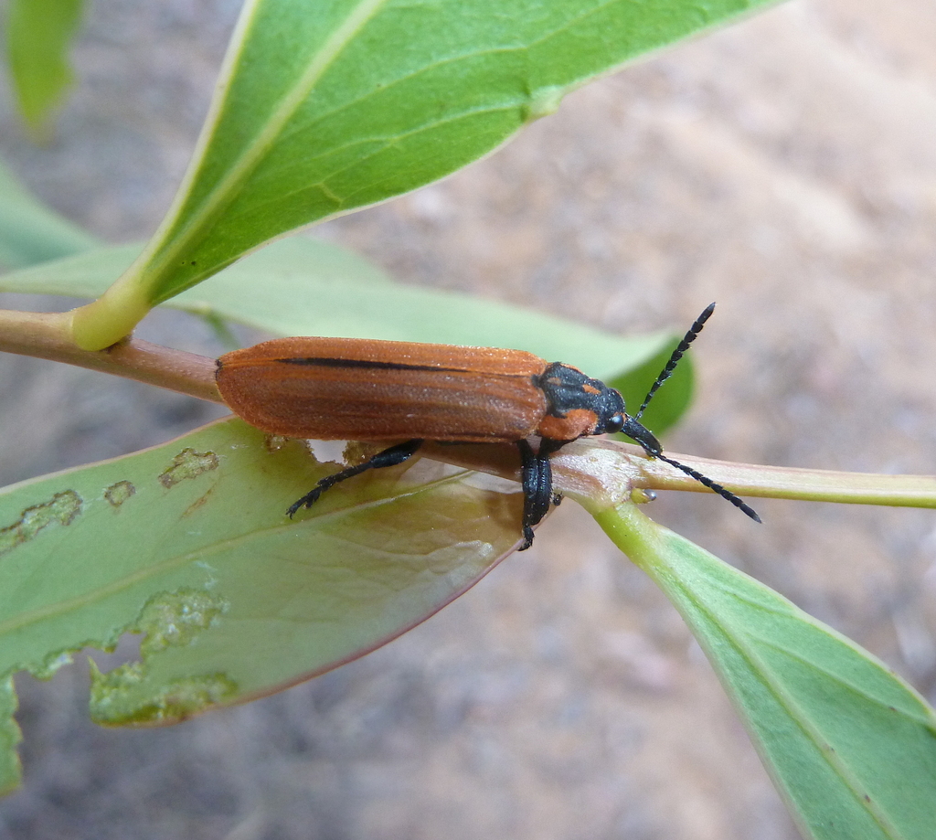 red weevil from Vinegar Hill QLD 4343, Australia on October 7, 2023 at