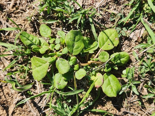 Trianthema portulacastrum iNat (1)