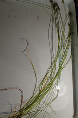 Carex leavenworthii