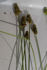 Carex leavenworthii