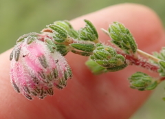 Erica cooperi