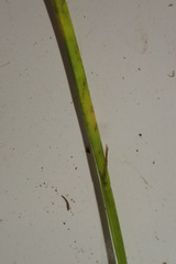 Carex leavenworthii